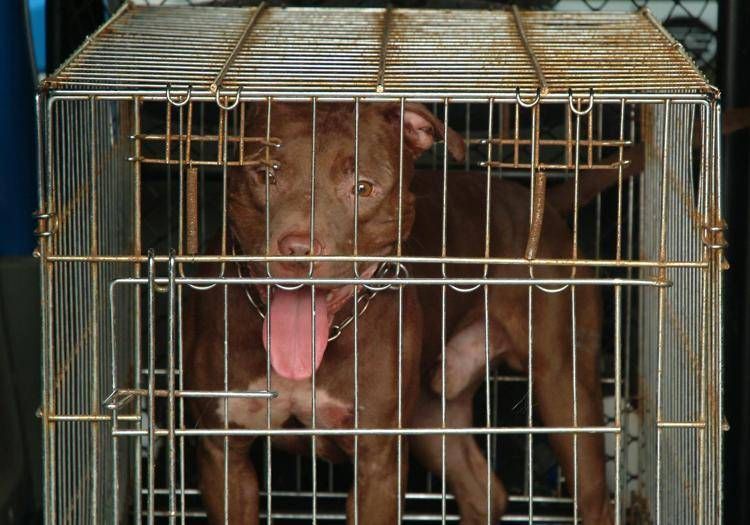 bull azzanna bull azzanna