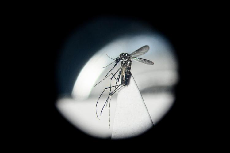Una zanzara responsabile della Dengue  - (Afp)
