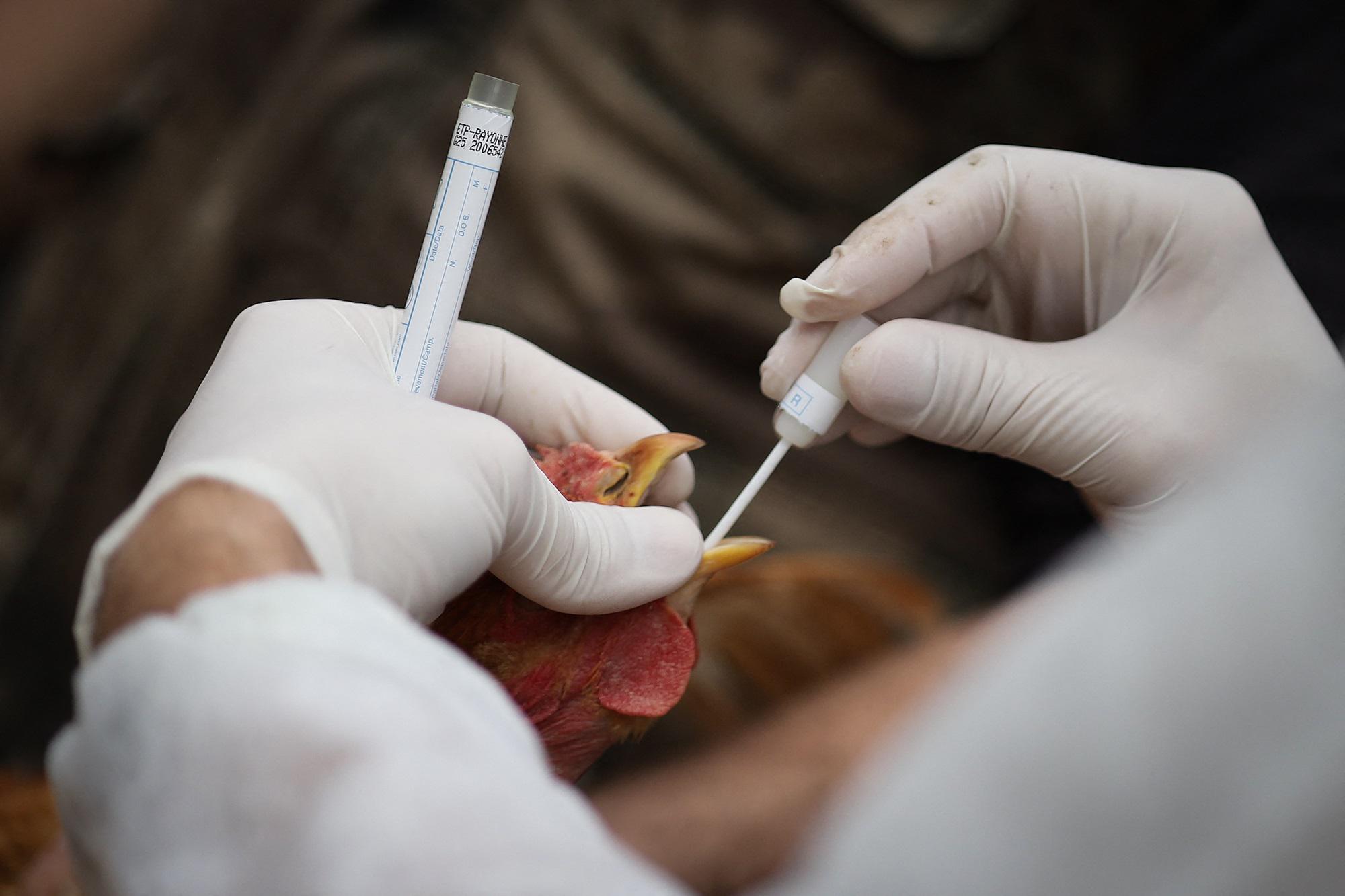 A gripe aviária e o risco de uma nova pandemia, o que diz o virologista?