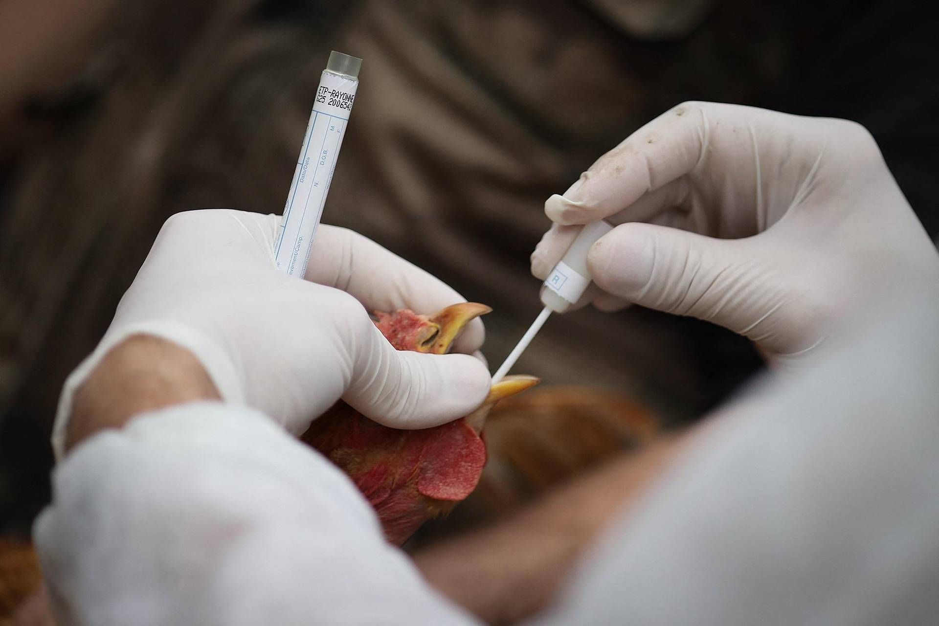 New York on alert due to avian flu virus