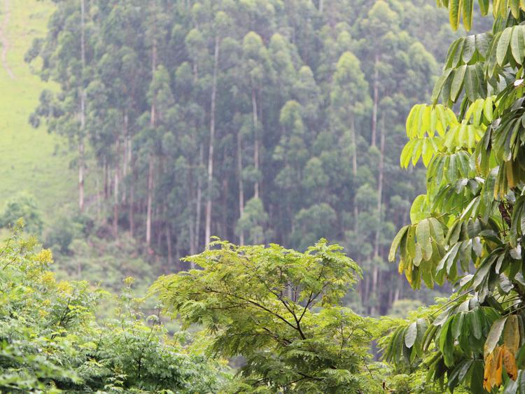 FAO-EU project to boost sustainable forestry in Uganda