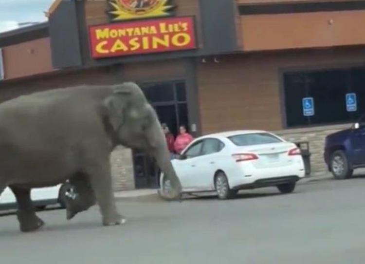 L'elefante scappato dal circo a Butte, Montana - Twitter /@rawsalerts