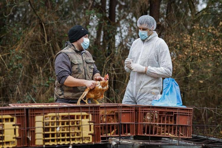 Aviaria, i timori dell'Oms: "Preoccupa rischio contagio uomo"