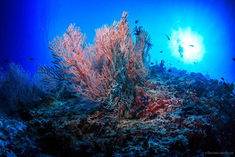 Clima, Wwf: "Ridurre stress su barriere coralline ed emissioni gas serra"