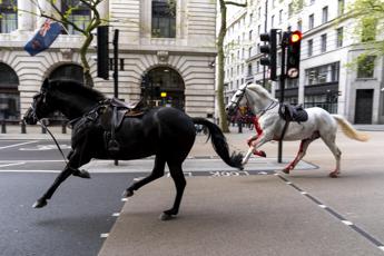 Cavalli in fuga a Londra, panico e feriti in cent