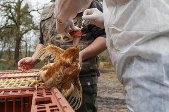 Aviaria, gli Usa si preparano al contagio uomo-uomo