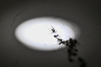 Zanzara della malaria in Italia dopo oltre 50 anni: la scoperta in Pugl