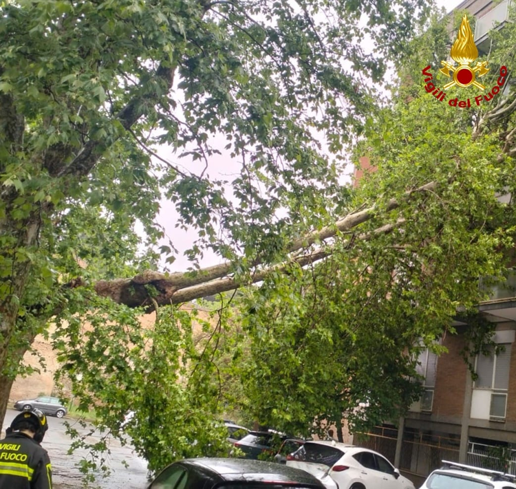 Maltempo a Roma, albero cade e finisce su palazzo: evacuati 3 appartamenti