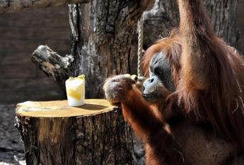 L'orango si cura da solo, la prima scimmia che fa automedicazio
