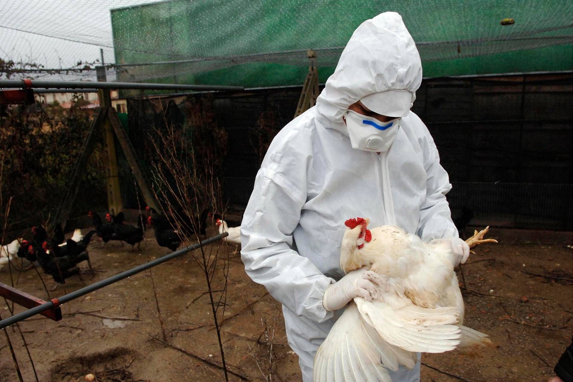 Francia - allerta uova contaminate da Pfas nei pollai domestici