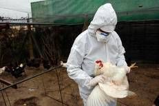 Aviaria la prossima pandemia? L'allarme degli esperti: 