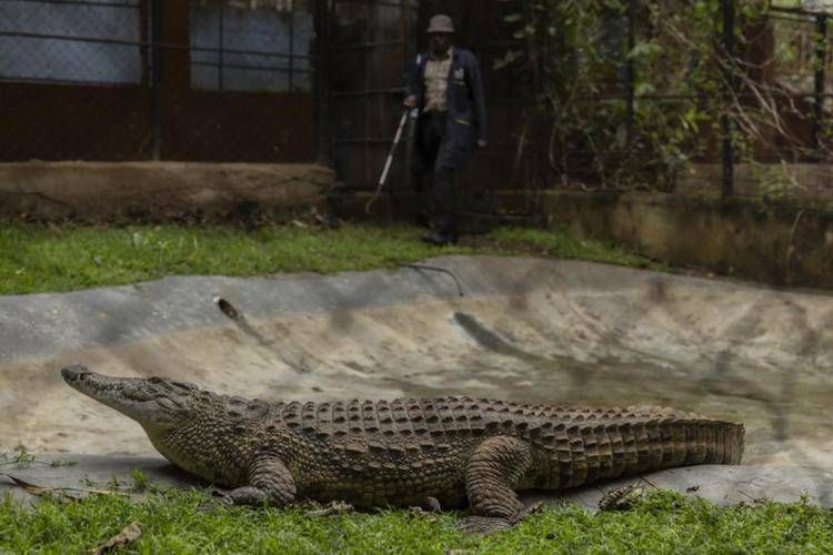 Un coccodrillo (vero)