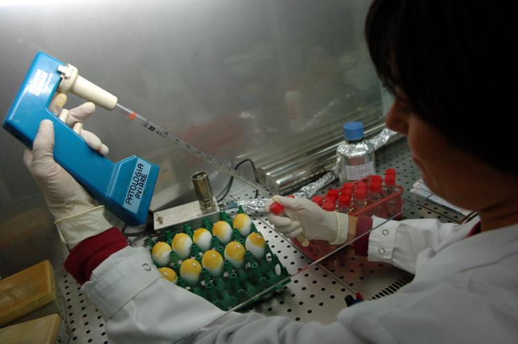 Aviaria, "casi umani sottostimati": per esperte si rischia pandemia