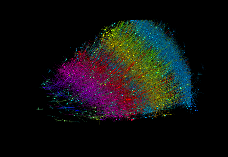 Mappatura del frammento del cervello umano  - GOOGLE RESEARCH AND LICHTMAN LAB