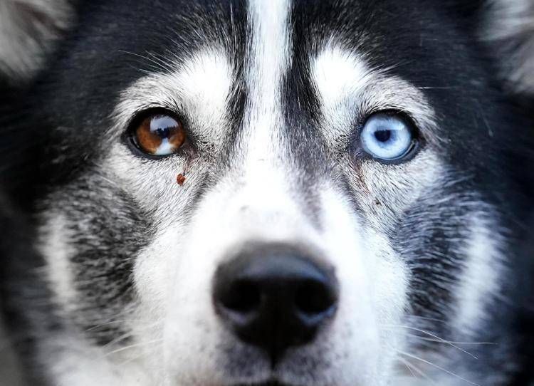 Un husky, immagine di repertorio (Fotogramma/Ipa)