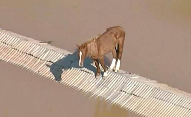 Il cavallo Caramelo in bilico sul tetto