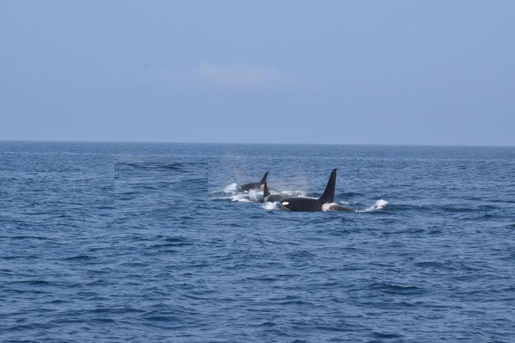 Orche in mare - (Fotogramma)