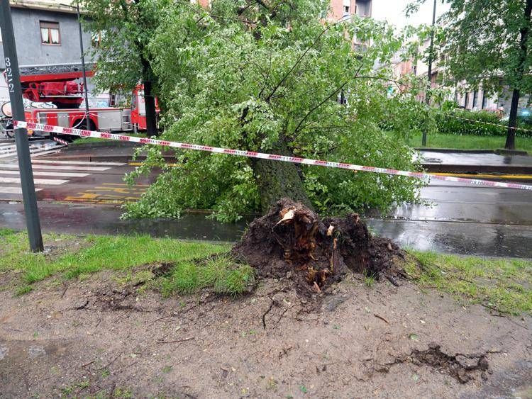 Albero crollato a Milano (Fotogramma)