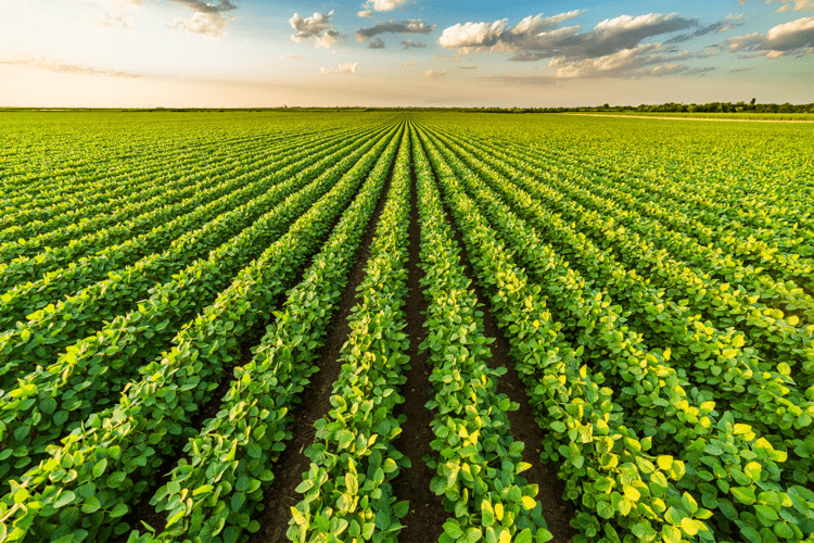 Agricoltura, Syngenta: "Il futuro è nel suolo, si deve salvaguardare"