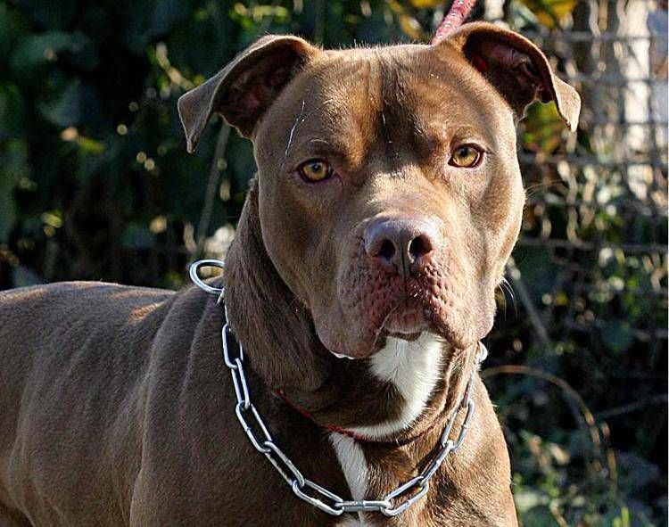 Pitbull pericolosi? Veterinari: "Serve obbligo patentino"