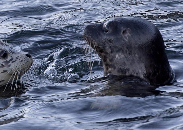 Aviaria, virus uccide le foche in Canada: studio allarma gli scienziati