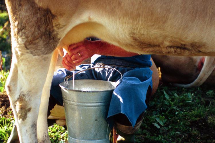 Mungitura di una mucca da latte  - Fotogramma