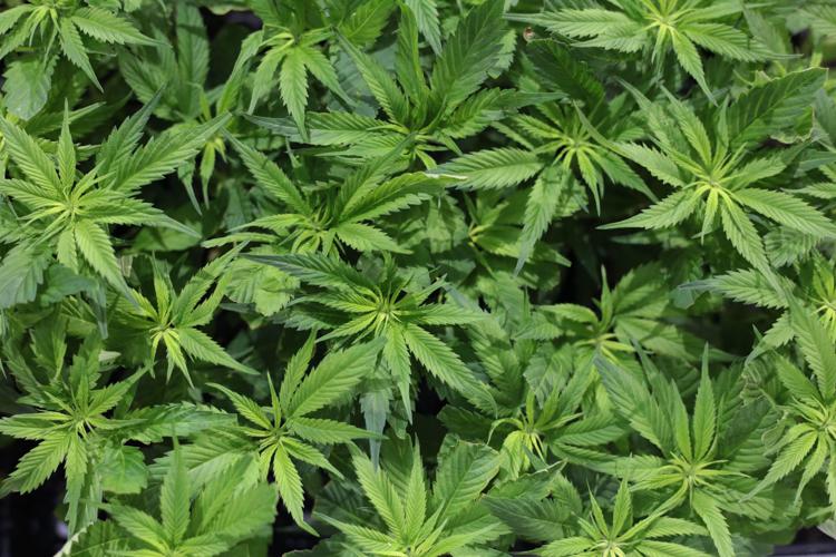 Cannabis, Coldiretti: da tisane a tessuti, servono regole certe per filiera canapa