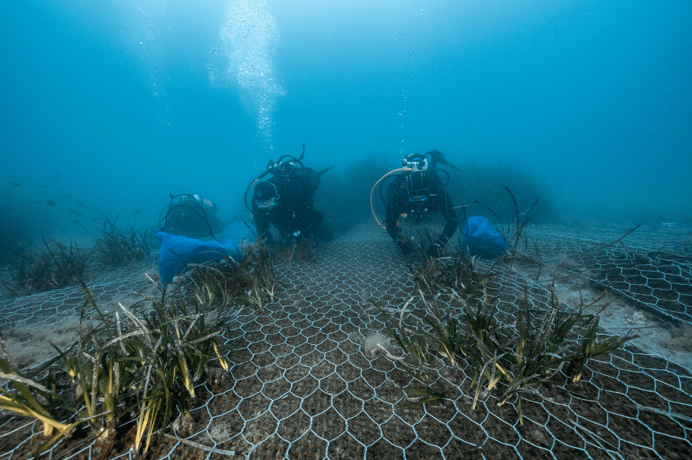 Findus al lavoro con One Ocean Foundation per preservare gli ecosistemi marini