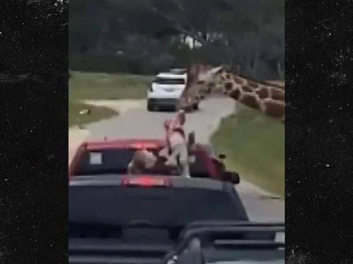 giraffa afferra giraffa afferra