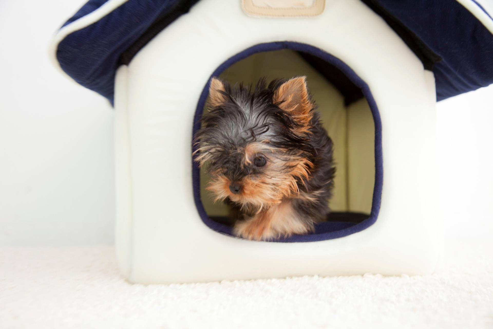 treno cane treno cane