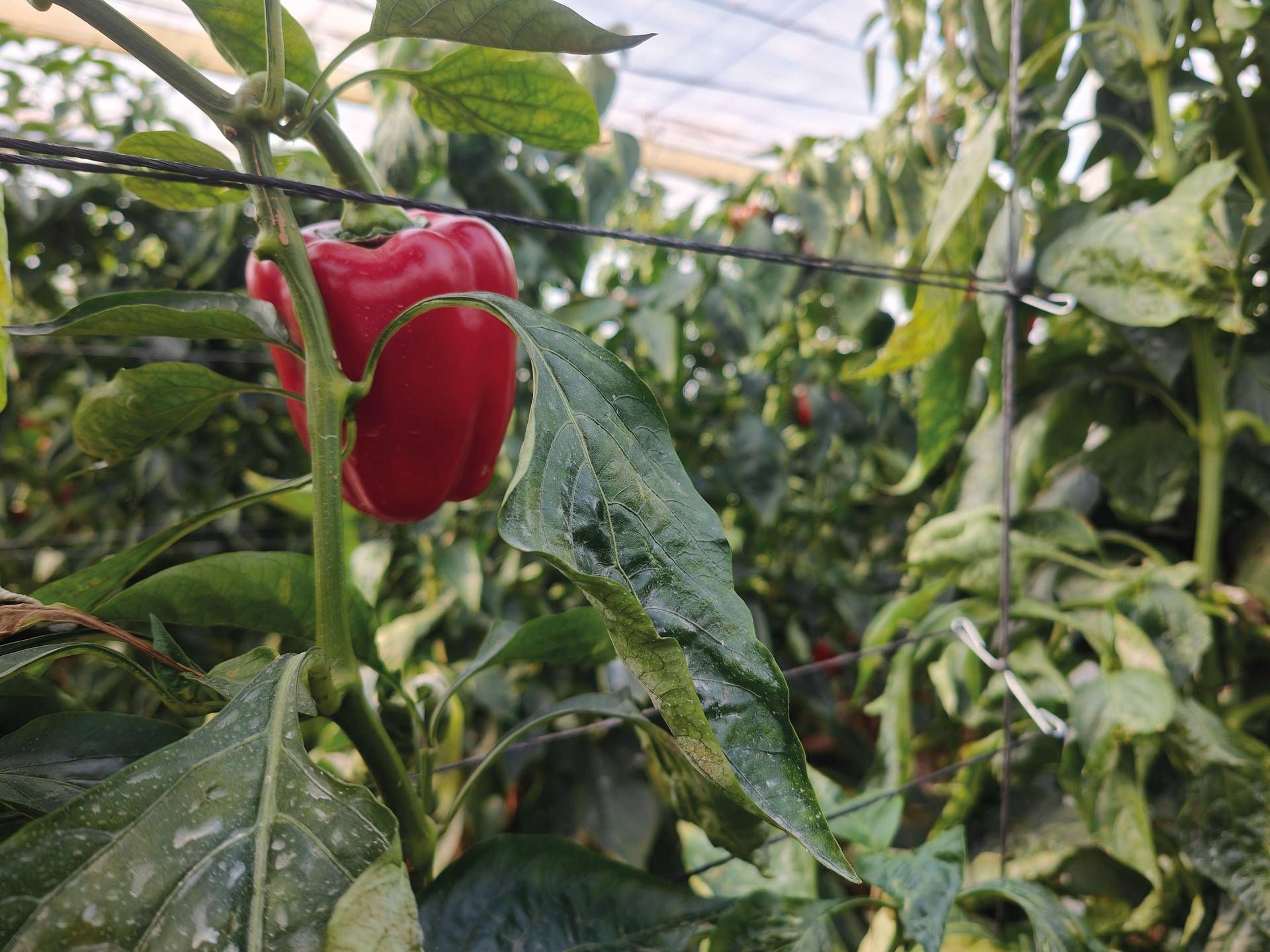 Innovazione - spaghi e clip in Mater-Bi contro il rifiuto plastico in agricoltura