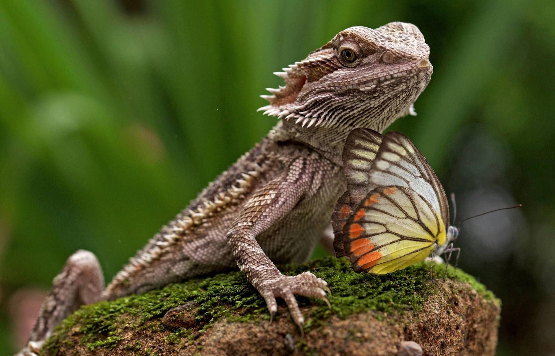 casi salmonella casi salmonella