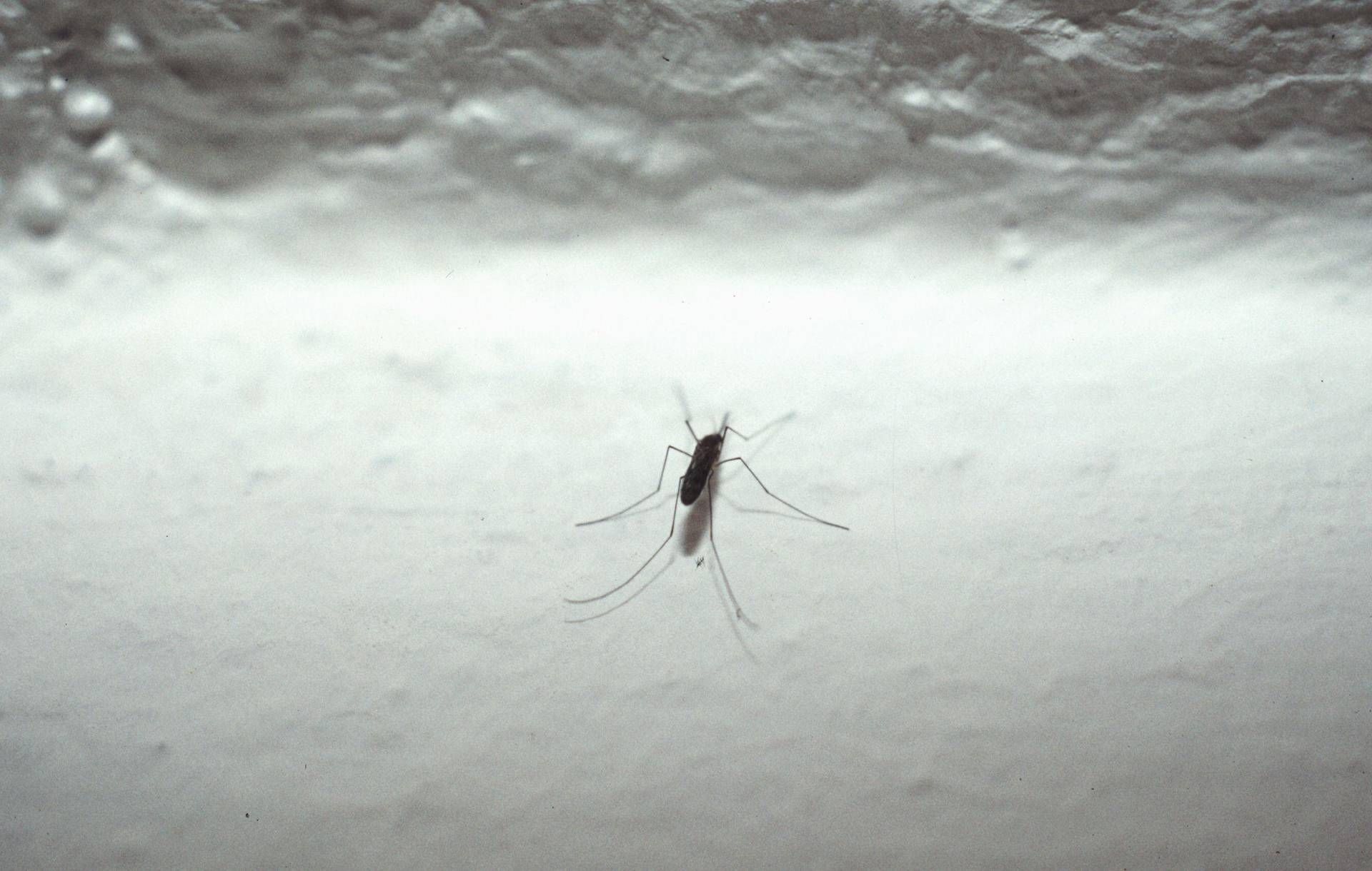 andreoni 750mila andreoni 750mila