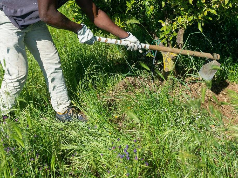 Latina - lavoratore agricolo indiano perde un braccio: scaricato in strada senza soccorsi