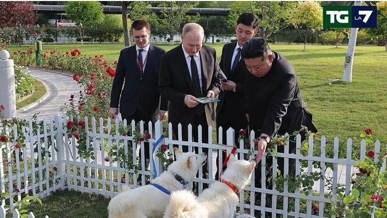 Due cani per Putin - Kim regala una coppia di Pungsan al leader russo