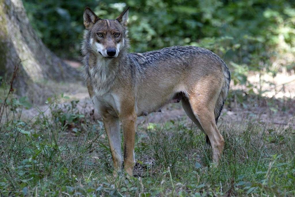 Koşu yaparken kurtların saldırısına uğradı, Paris kapılarında korku