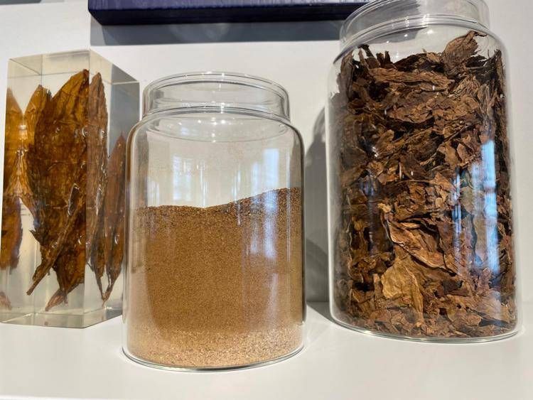 Dalle foglie di tabacco allo 'snus' - Adnkronos
