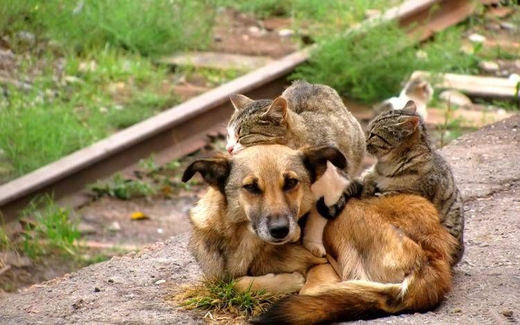 Animali, estate stagione di abbandoni, Biancofiore: 