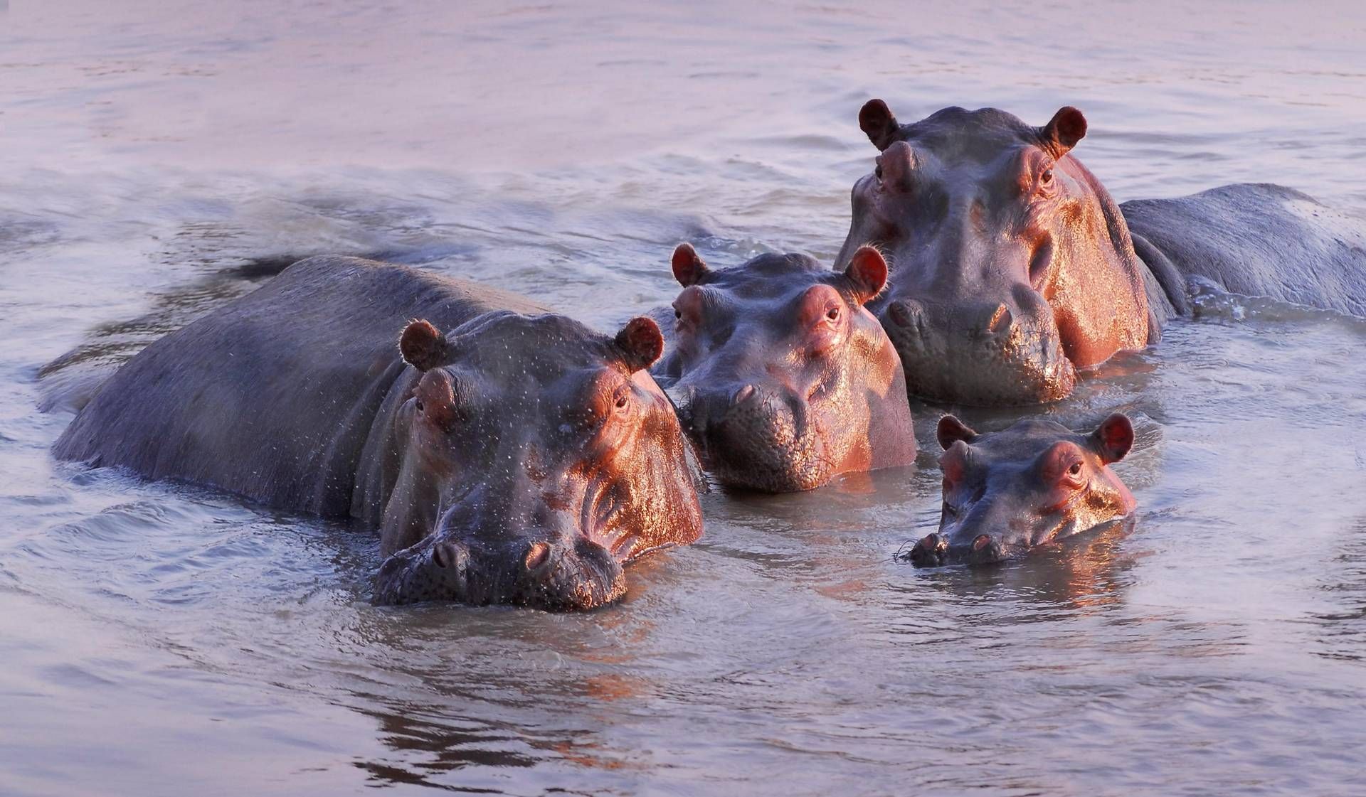 ippopotami possono ippopotami possono