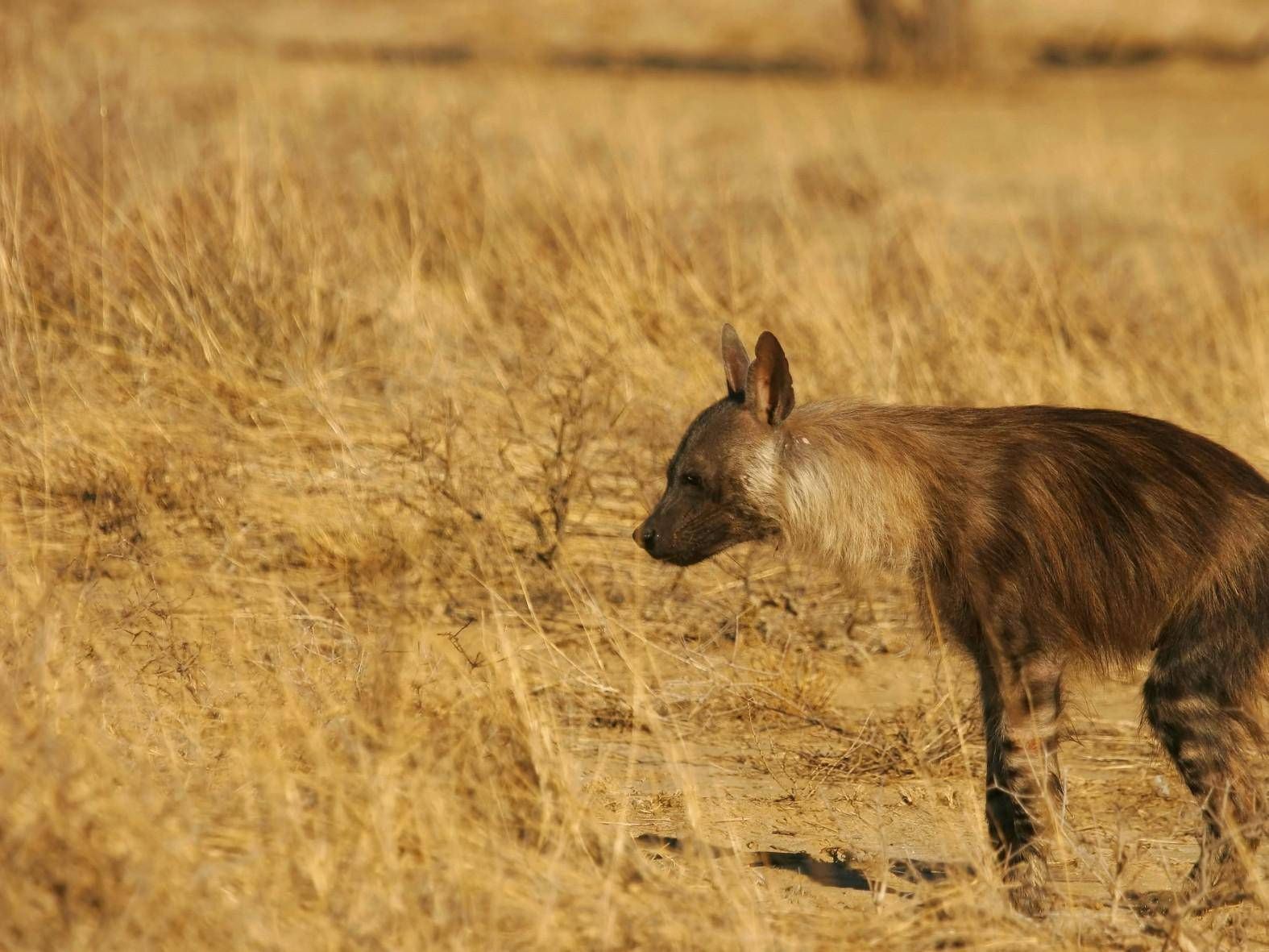 nigeria iena nigeria iena