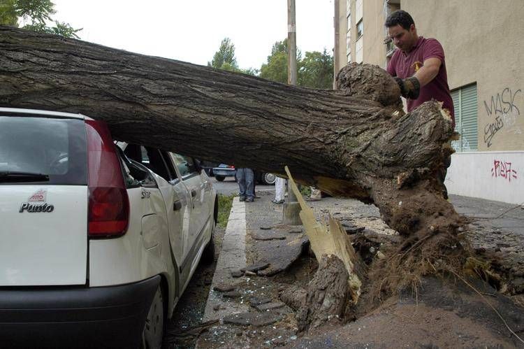 Albero caduto a Roma (Fotogramma/Ipa)