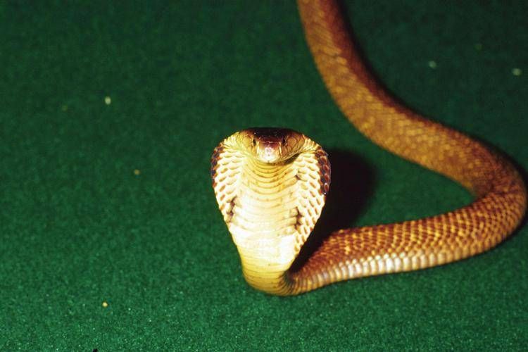 Un cobra