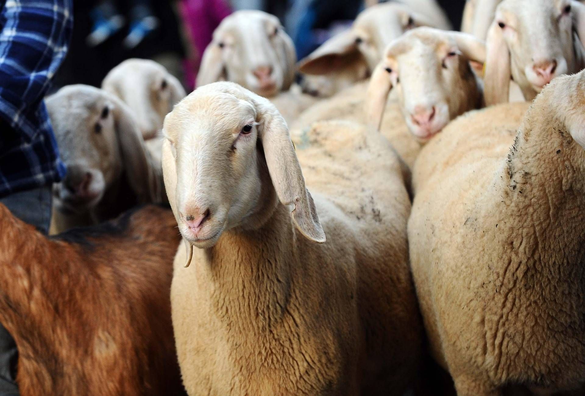 sardegna agricoltura sardegna agricoltura