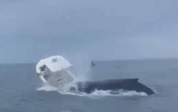 balena attacca balena attacca