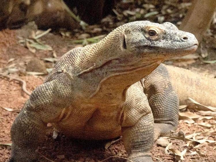 Drago di Komodo (Fotogramma/Ipa)