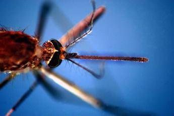 West Nile, donna di 82 anni morta a Fondi: era stata ricoverata per febbre e stato confusiona