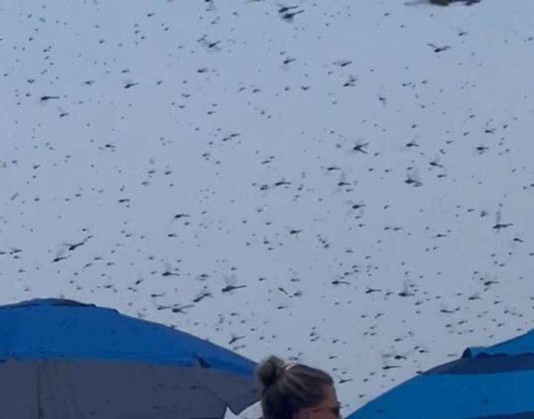 L'invasione di libellule