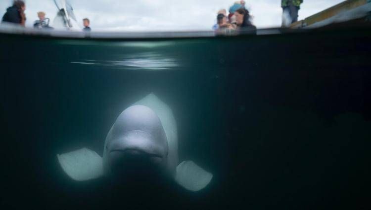 Hvaldimir, la balena beluga presunta 'spia' della Russia - (Foto Maine Mind)