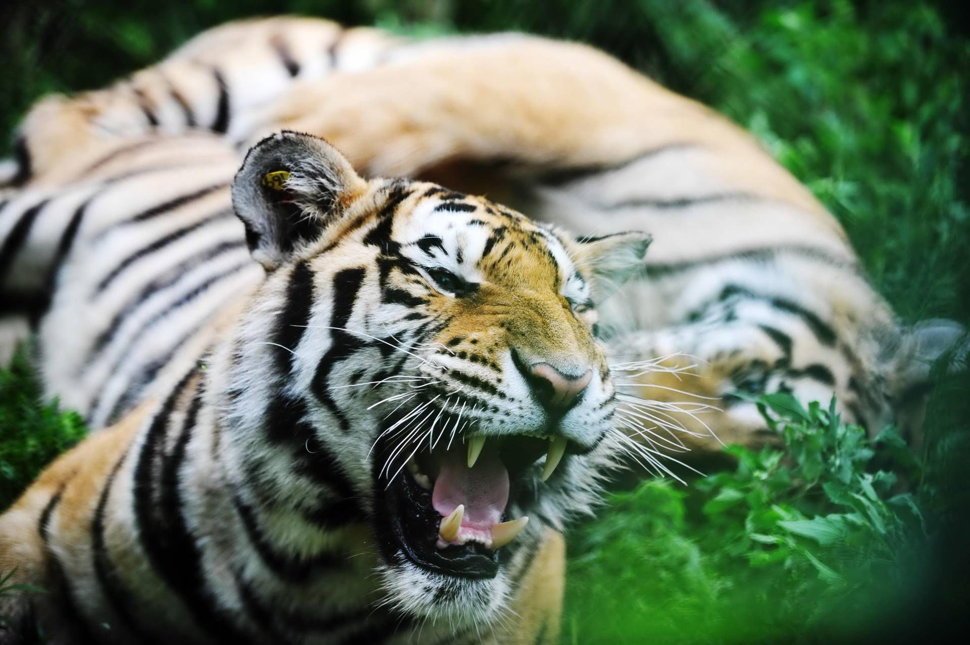 Tigre tenta di sbranare l