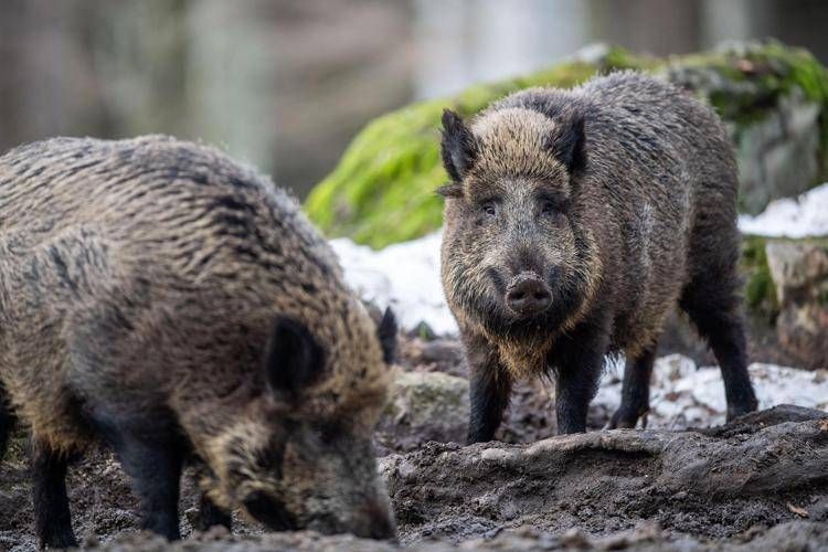 Domuz gribi, Liguria ve Piedmont'ta yeni vakalar ve hükümet orduyu ve sivil korumayı görevlendiriyor